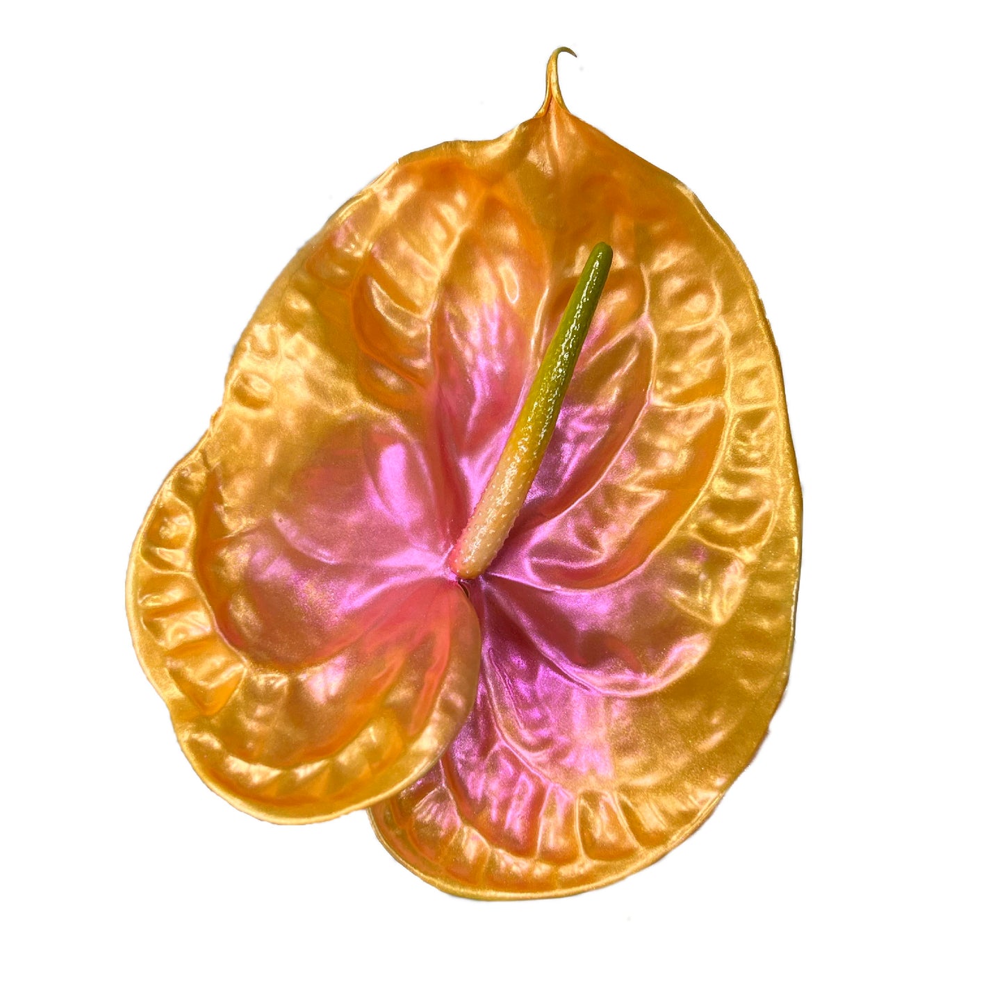 Grapefruit
