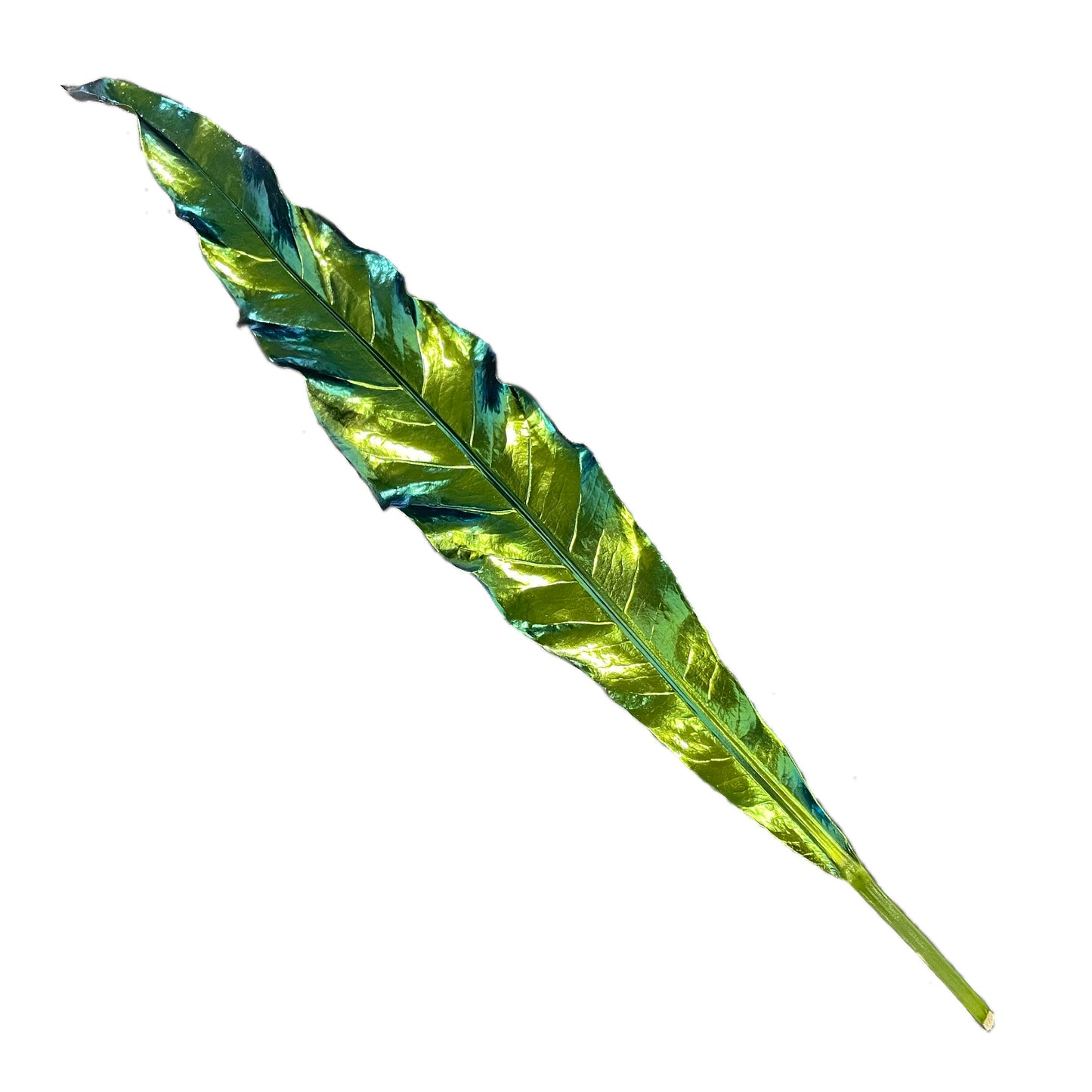 Borealis Wavy Baby