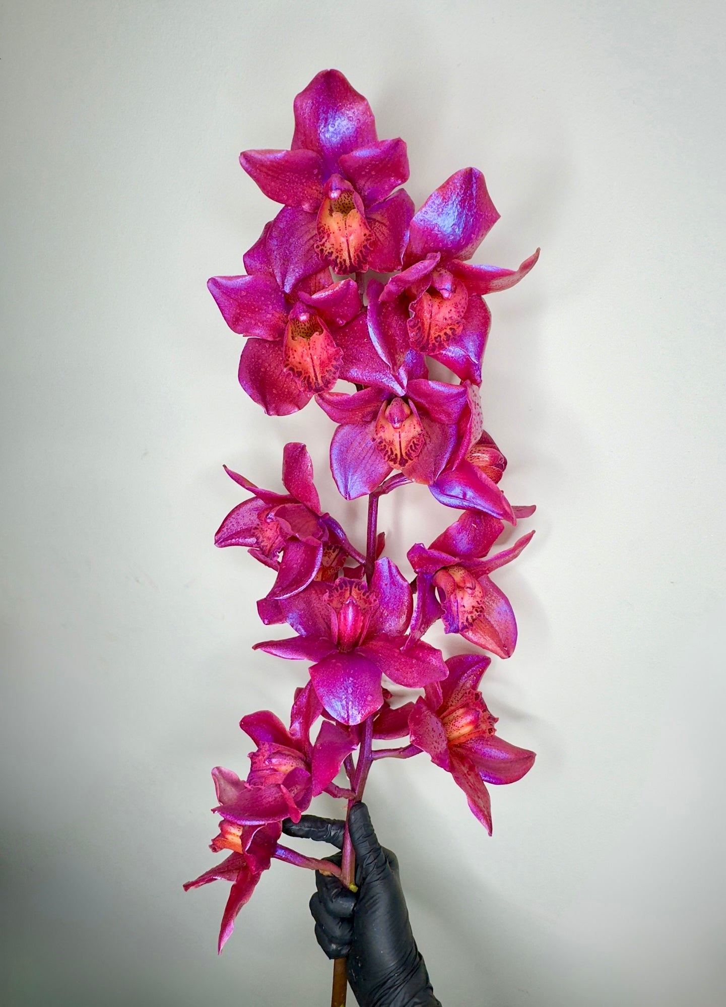 Dragonfruit Zorchid