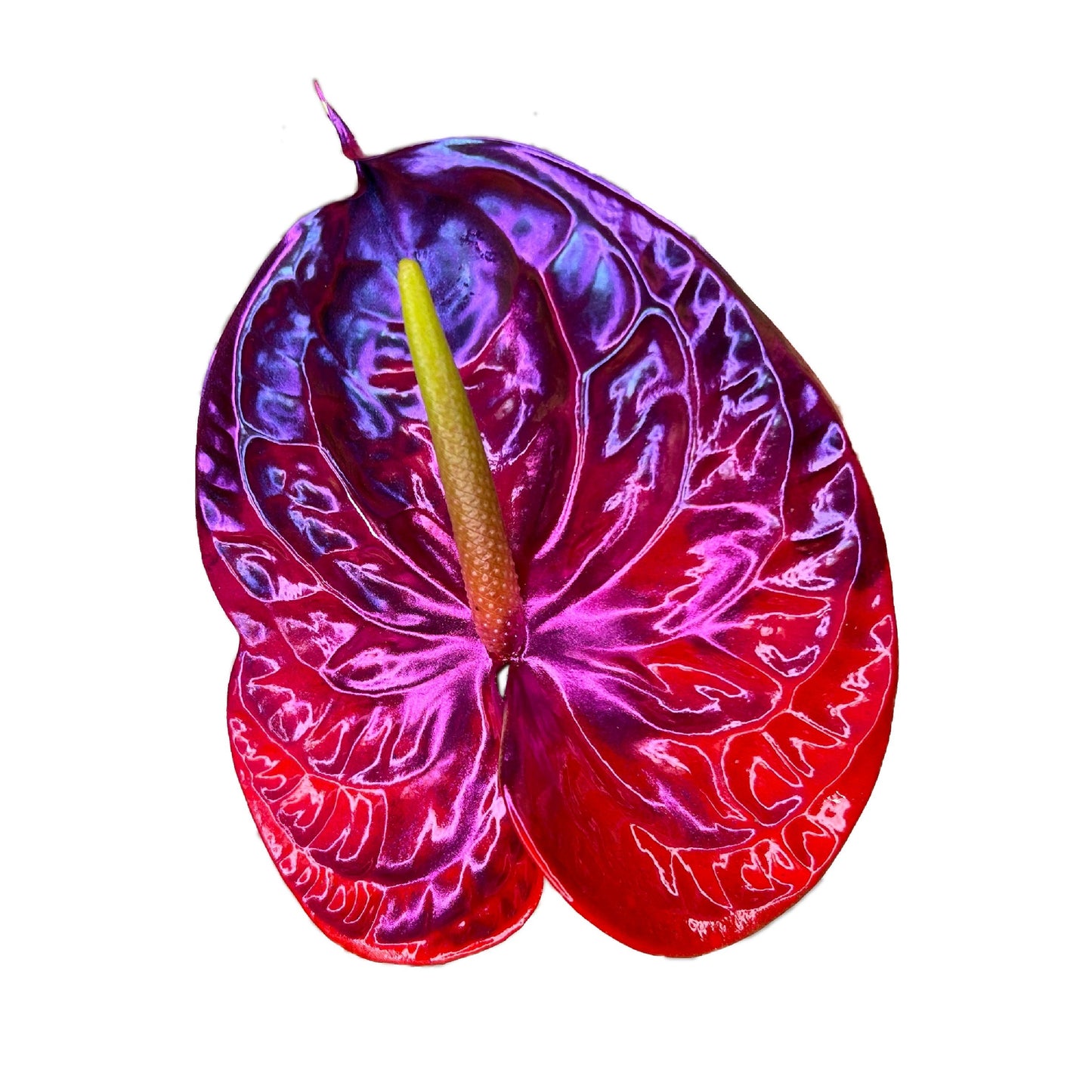 Ardor
