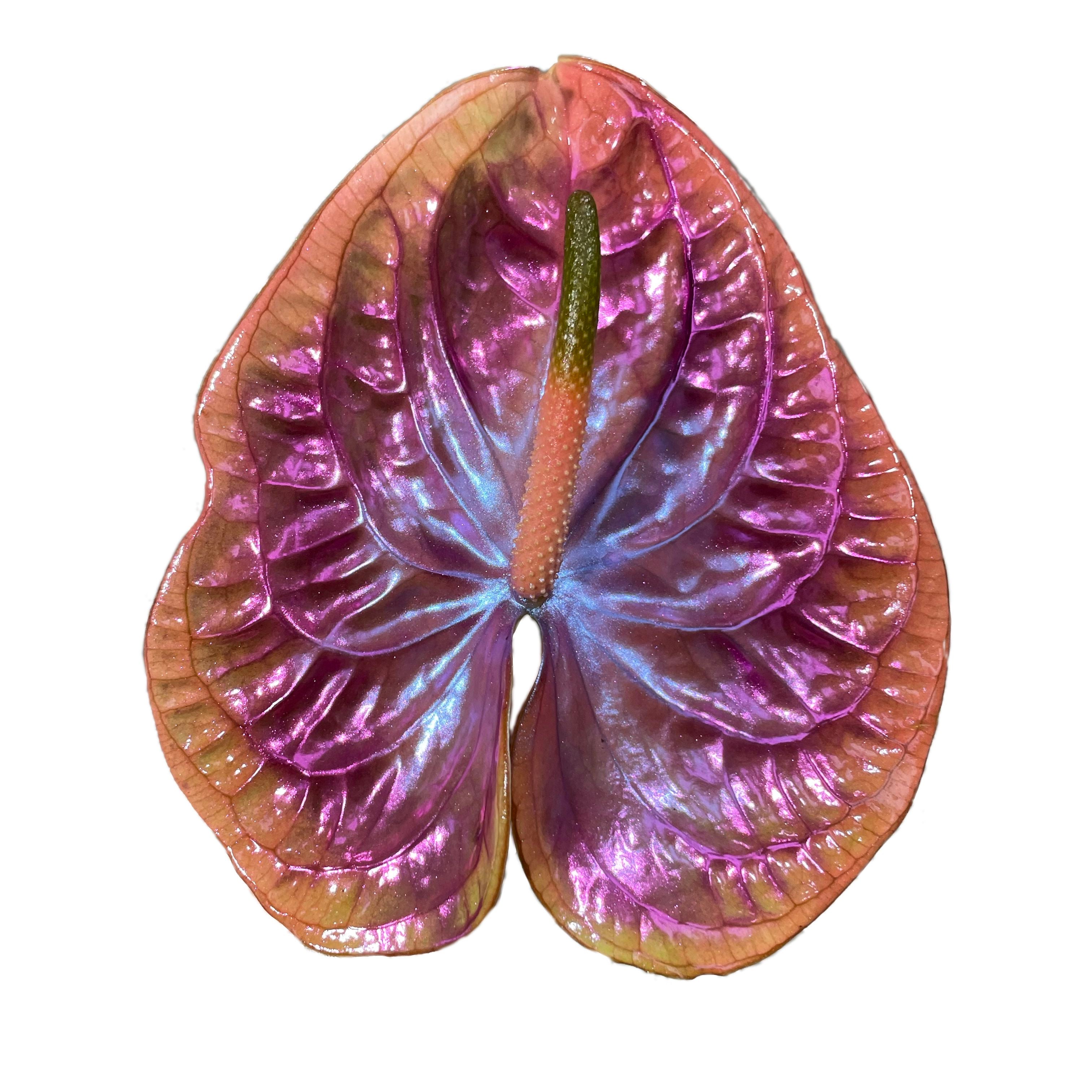 haus of stems anthurium Cloud 9 – Haus of Stems LLC