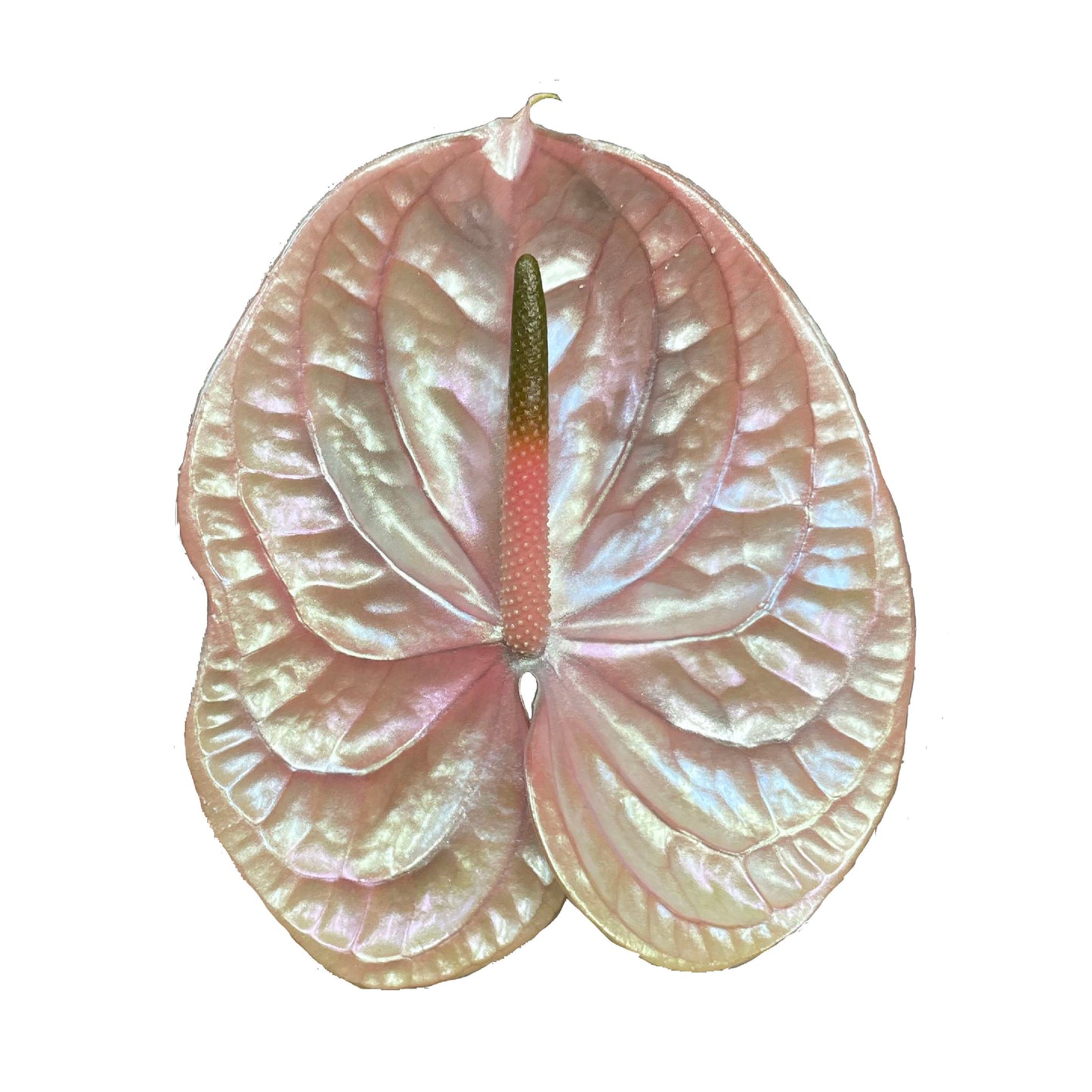 Abalone