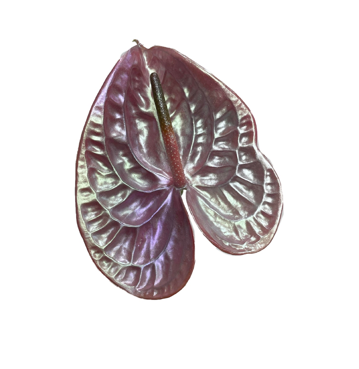 Abalone