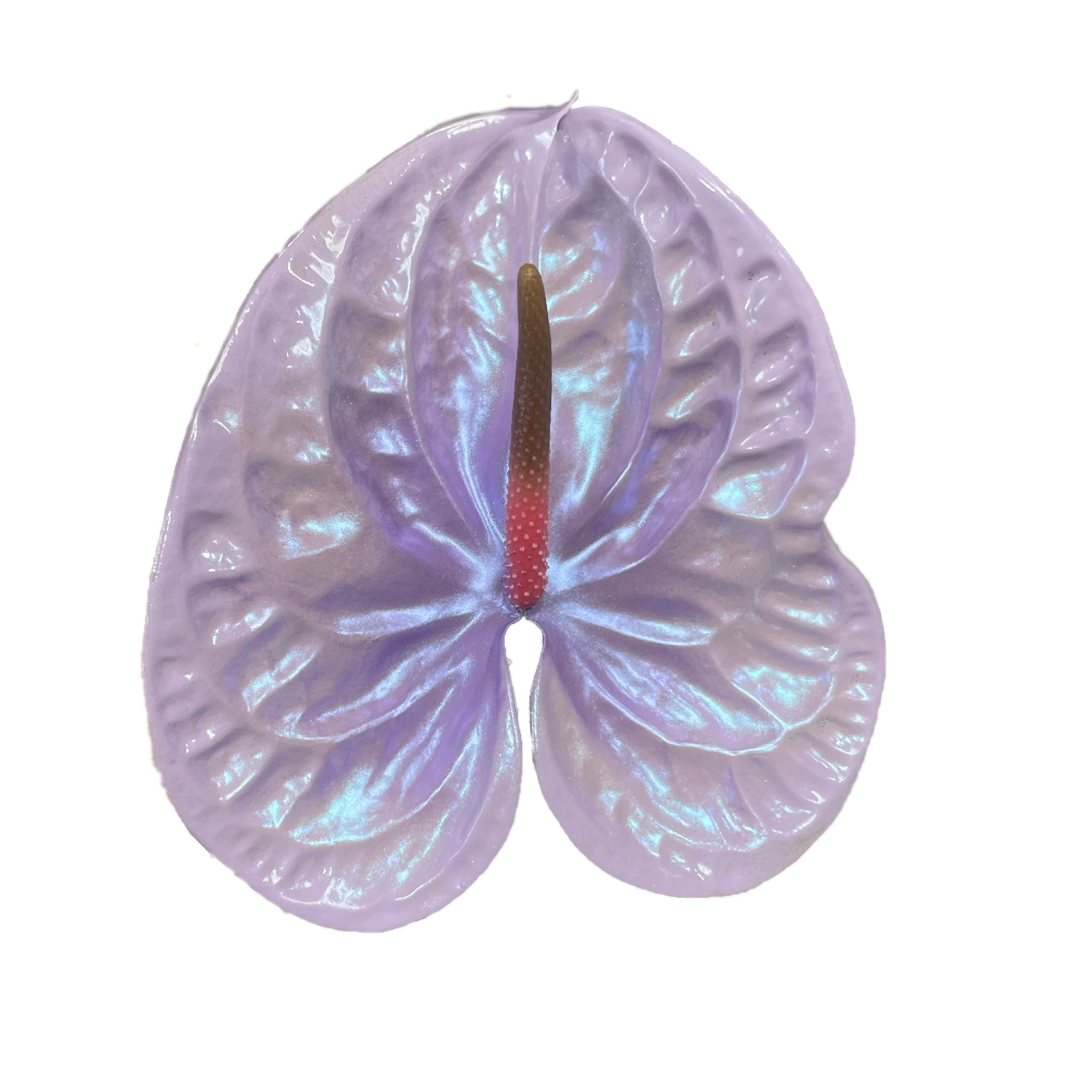 holographic anthurium Lilac – Haus of Stems LLC