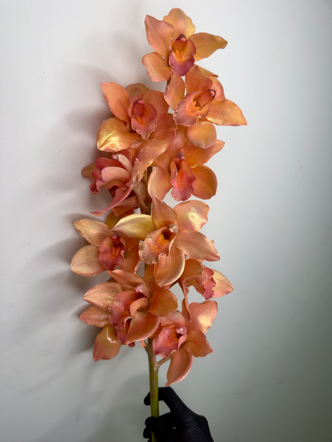 Apricot Zorchid