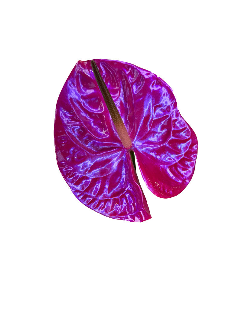 Dragonfruit